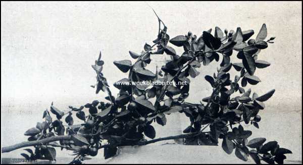 Bataviasche Vruchten. Djeroek Kingkit (Triphasia Trifoliata)