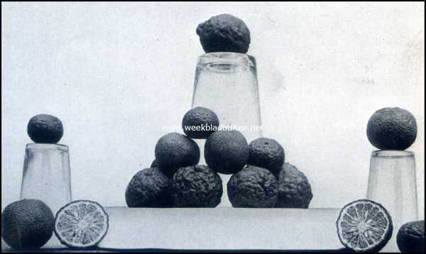 Onbekend, 1909, Onbekend, Bataviasche Vruchten. Djeroek Tipis en Djeroek Poerroet (Citrus Limonellus en Citrus Papeja)