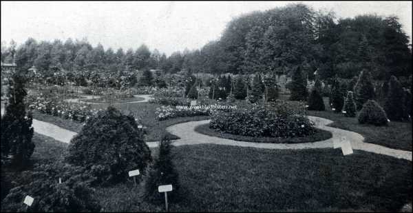 Utrecht, 1909, Zeist, De groote tuinbouwtentoonstelling te Zeist. Gezicht op het rosarium van de frima Cpijn en Zonen