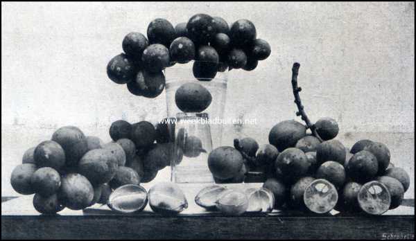 Bataviasche Vruchten. Doekoe (Lansium Domesticum)