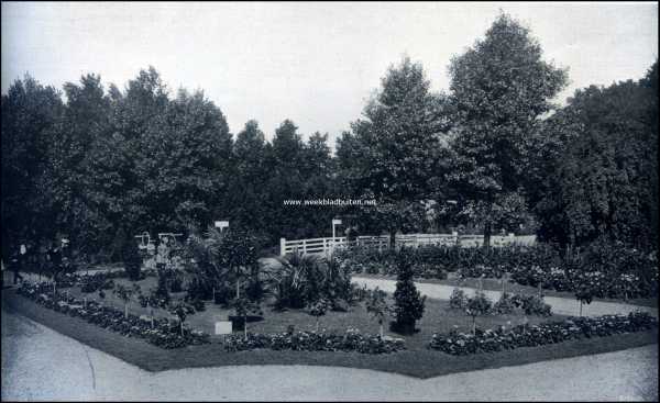 Utrecht, 1909, Zeist, De groote tuinbouwtentoonstelling te Zeist. Verzameling palmen, afgezet met een rand Pelargoniums Zonale op stam. Inzending van D. Meeuwenberg, Zeist