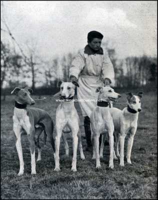 Onbekend, 1909, Onbekend, Hazen en hazenjachten. Jachtjongen met hazewindhonden