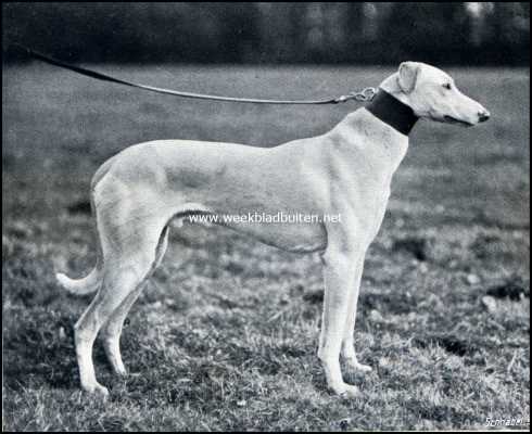 Onbekend, 1909, Onbekend, Hazen en hazenjachten. Friesche hazewindhond 1