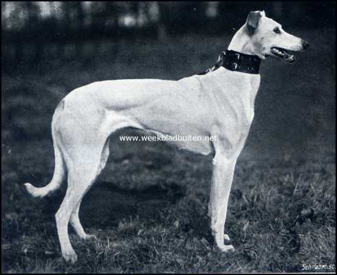 Onbekend, 1909, Onbekend, Hazen en hazenjachten. Friesche hazewindhond 2