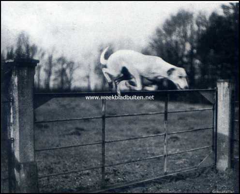 Onbekend, 1909, Onbekend, Hazen en hazenjachten. In volle jacht