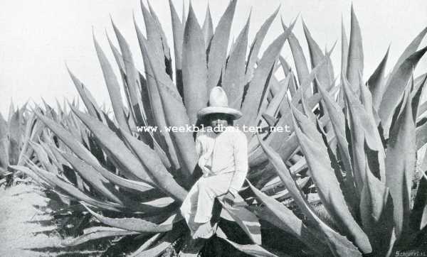 Van den Maguey. De Maguey