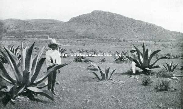 Onbekend, 1909, Onbekend, Van den Maguey. De jonge aanplant van agave