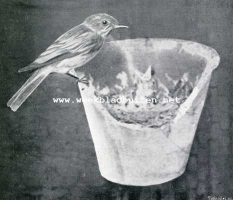 Onbekend, 1909, Onbekend, Van een vogelvanger. I. Het mannetje op den rand van het nest