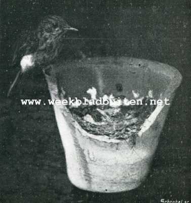 Onbekend, 1909, Onbekend, Van een vogelvanger. V. Oude vogel na de voedering wachtende om onverteerbare resten weg te nemen