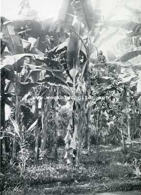 Onbekend, 1909, Onbekend, Bataviasche Vruchten. Pisang aanplant. Rechtsboven: vruchttros; Links onder: uitlooper