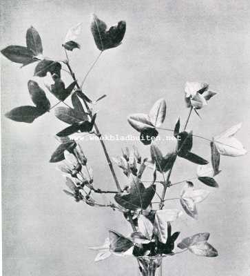 Onbekend, 1909, Onbekend, Bataviasche Vruchten. Acer Monspessulanum. Blad en vrucht ongeveer 1/2 nat. Grootte