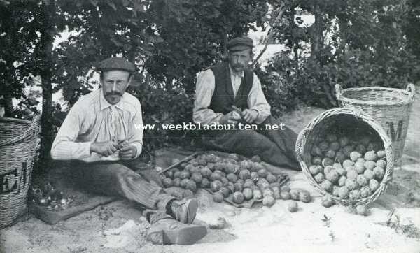 Nederland, 1909, Onbekend, Zomer in het bollenland. Het snijden van bollen