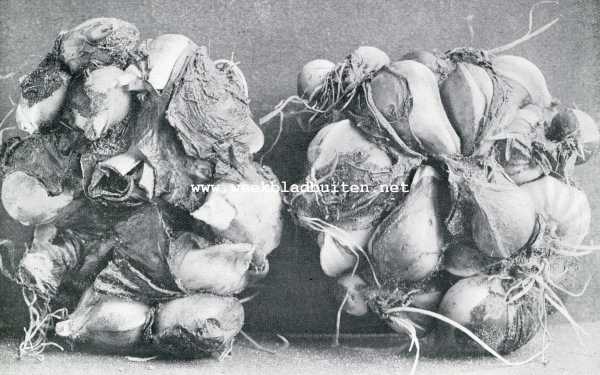 Nederland, 1909, Onbekend, Zomer in het bollenland. Gesneden bollen, die een jaar in den grond zijn geweest. Links: achterzijde; Rechts: voorzijde