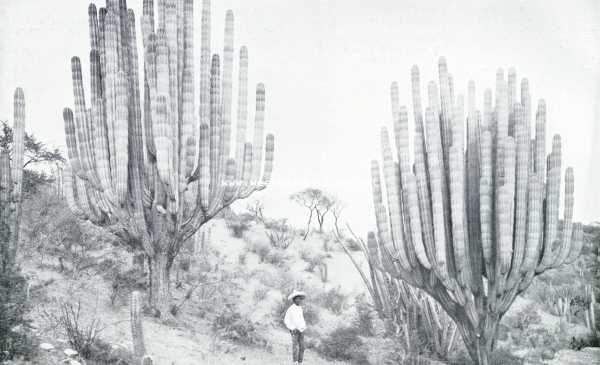 De Rio Grande over. .Vlakten van Mezquite en grillige Gigantencactus