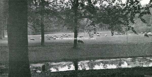 Onbekend, 1909, Onbekend, Herfstpeinzingen. Boschwei met grazende schapen