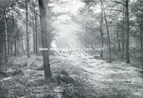 Onbekend, 1909, Onbekend, Herfstpeinzingen. Herfstlaantje in het bosch