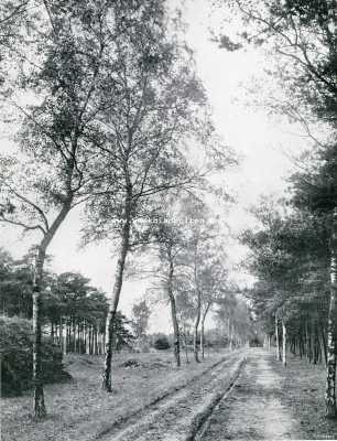 Limburg, 1909, Baarlo, Uit de omgeving van Baarlo (L.)