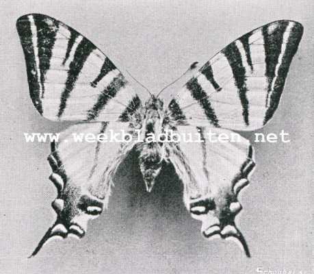 Onbekend, 1909, Onbekend, Koningspage (Papilio Podalirius)