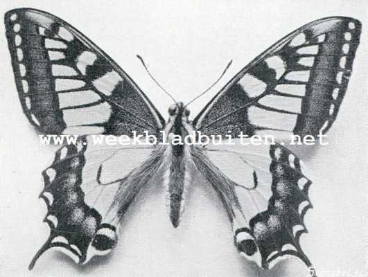Onbekend, 1909, Onbekend, Koninginnepage (Papilio Machaon)