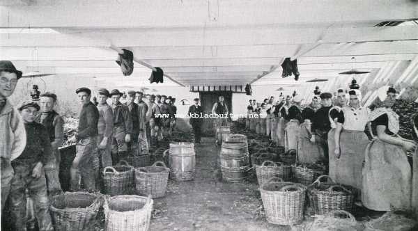 Zeeland, 1909, Onbekend, Oestercultuur. Het sorteeren der oesters in de oesterloods