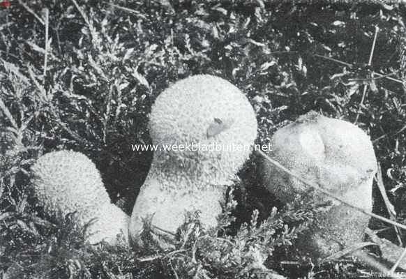 Onbekend, 1910, Onbekend, Aardsterren en stuifballen (Geasters en Lycoperdons). Stuifballen