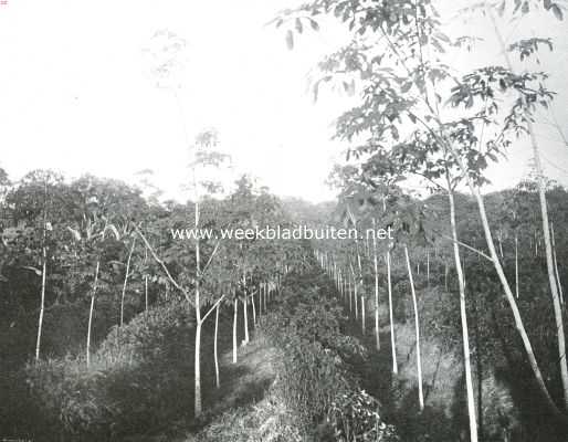 Suriname, 1910, Onbekend, De cultuur van caoutchouc. Hevea Brasiliensis. Driejarige boomen op de plantage 