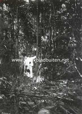 Onbekend, 1910, Onbekend, De cultuur van caoutchouc. Wilde Hevea (Para-rubber)