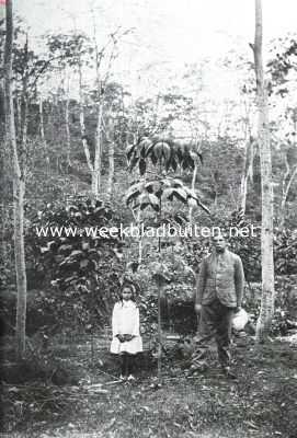 Onbekend, 1910, Onbekend, De cultuur van caoutchouc. Hevea, van zaad gekweekt en als stomp overgeplant