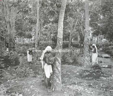 De cultuur van caoutchouc. Het aftakken van Caoutchouc-boomen op een plantage in Malakka