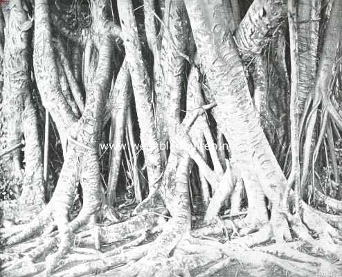 Onbekend, 1910, Onbekend, De cultuur van caoutchouc. Tot stammen uitgegroeide luchtwortels van Ficus Elastica