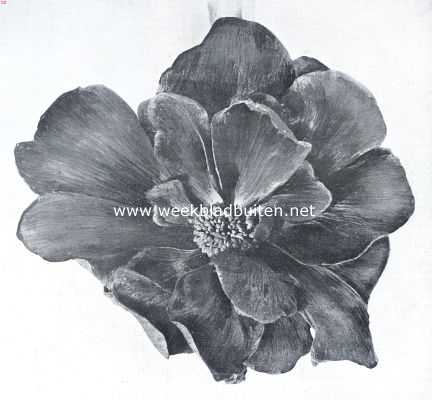 Onbekend, 1910, Onbekend, Duplex-Begonia (nat. Grootte)