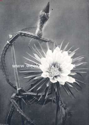 Onbekend, 1910, Onbekend, Cacteen. III. Cereus Grandiflorus met bloem en knop