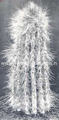 Cacteen. VII. Cephalocereus Chrysomallus