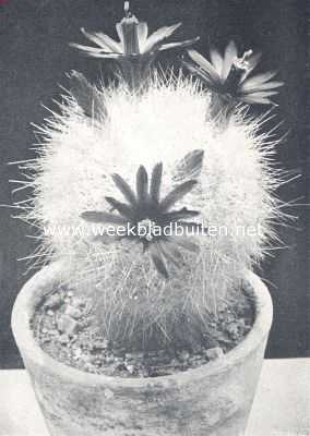 Onbekend, 1910, Onbekend, Cacteen. VIII. Mamillaria Senilis