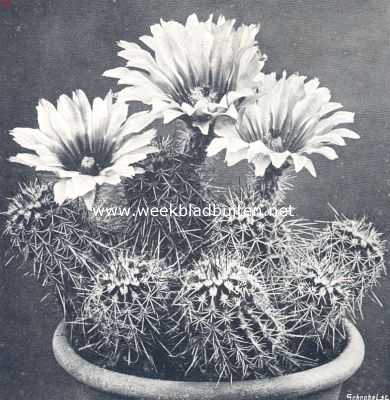 Onbekend, 1910, Onbekend, Cacteen. IX. Echinocereus in bloei