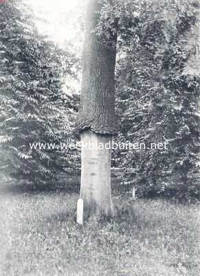 Onbekend, 1910, Onbekend, Een nootbladerige esch, gent op een gewonen esch