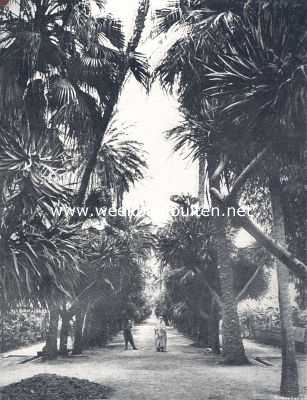 Algerije, 1910, Algiers, Buiten aan Afrika's noordkust. I. Nieuw-Algiers en Mustapha. Algiers. Laan in den Jardin D' Essai