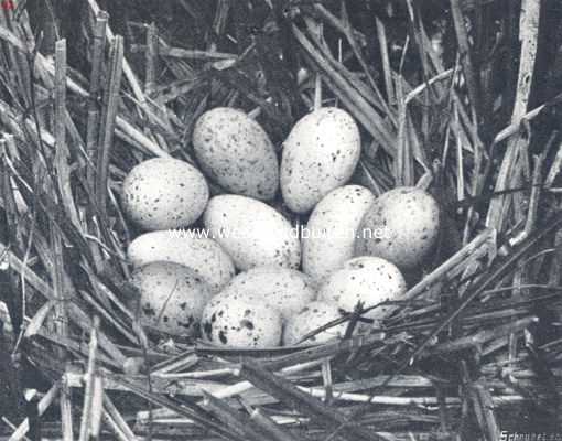 Onbekend, 1910, Onbekend, Nest met eieren van het waterhoentje