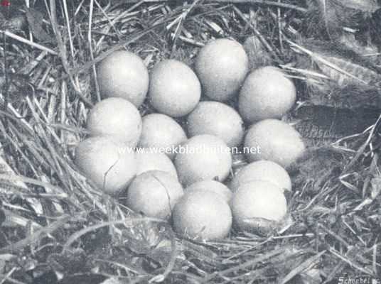 Onbekend, 1910, Onbekend, Nest van een patrijs