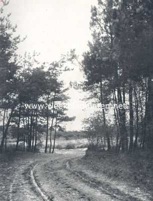 Limburg, 1910, Beesel, Boschweg nabij Beesel (Limburg)