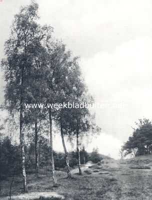 Limburg, 1910, Baarlo, Uit de omgeving van Baarlo (L.)