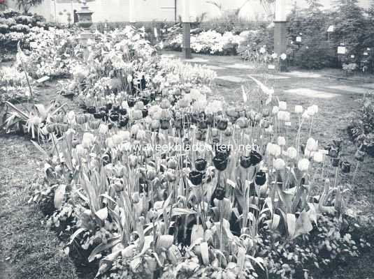 Nationale Bloemententoonstelling te Haarlem. III. De tweede tijdelijke. De middenparterre in de achterzaal van het hoofdgebouw