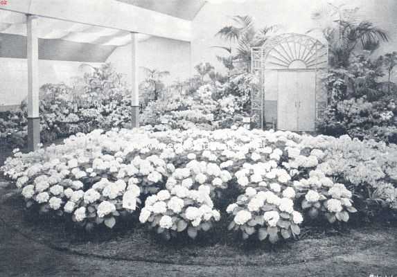 Nationale Bloemententoonstelling te Haarlem. III. De tweede tijdelijke. De bloemententoonstelling te Haarlem. Een groep hydrangea's