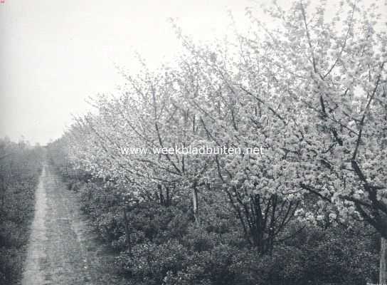 Onbekend, 1910, Onbekend, Negenjarige aanplant hoogstam goudreinet met tusschenplanting struikvorm yellow-transparent, onderplanting kruisbessen