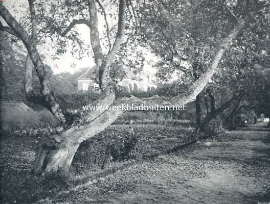 Overijssel, 1910, Dalfsen, Tuinen met water. Grillig gevormde pereboom achter Huize Den Berg bij Dalfsen