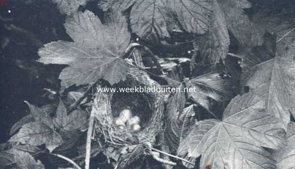 Onbekend, 1910, Onbekend, Nest en eieren van het zwartkopje