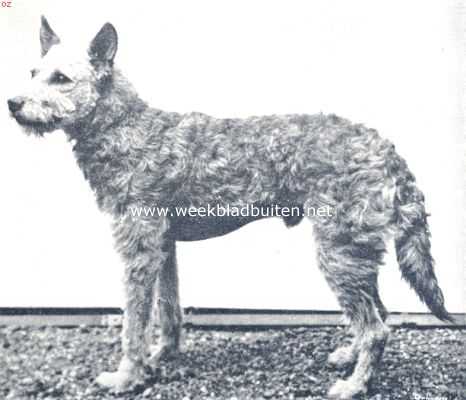 Nederland, 1910, Onbekend, Politiehonden. De echte ruwharige schaapshond