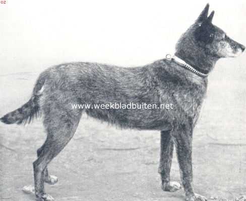 Nederland, 1910, Onbekend, Politiehonden. De Hollandsche herderhond, kampioen Sophie