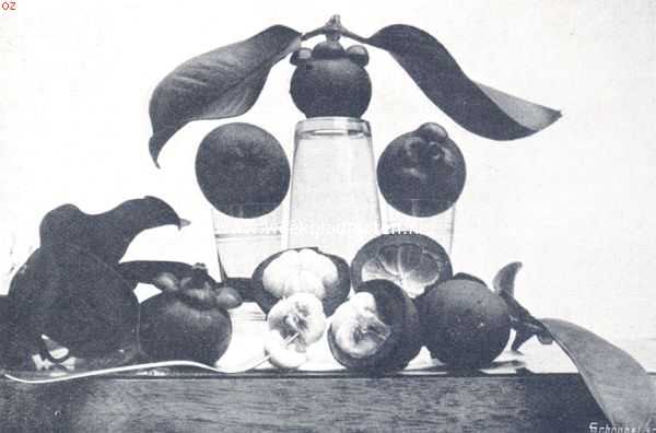 Indonesi, 1910, Onbekend, Bataviasche vruchten. Manggistan (Garcinia Mangostana)