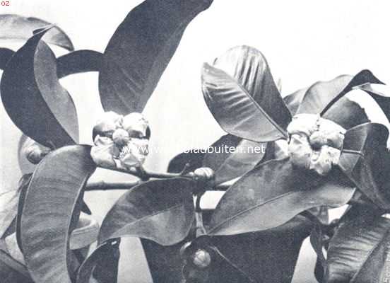 Indonesi, 1910, Onbekend, Bataviasche vruchten. Bloemtak van de manggistan